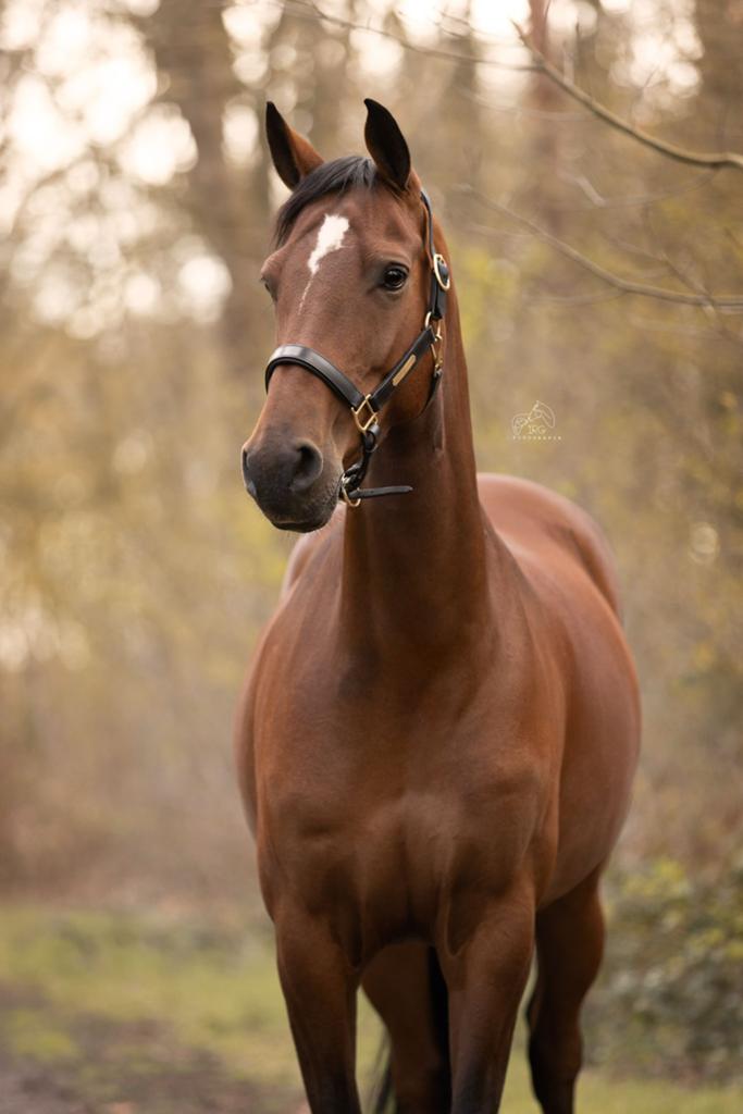 Lieve merrie met potentie voor dressuursport., Dieren en Toebehoren, Merrie, Met stamboom, Dressuurpaard, L