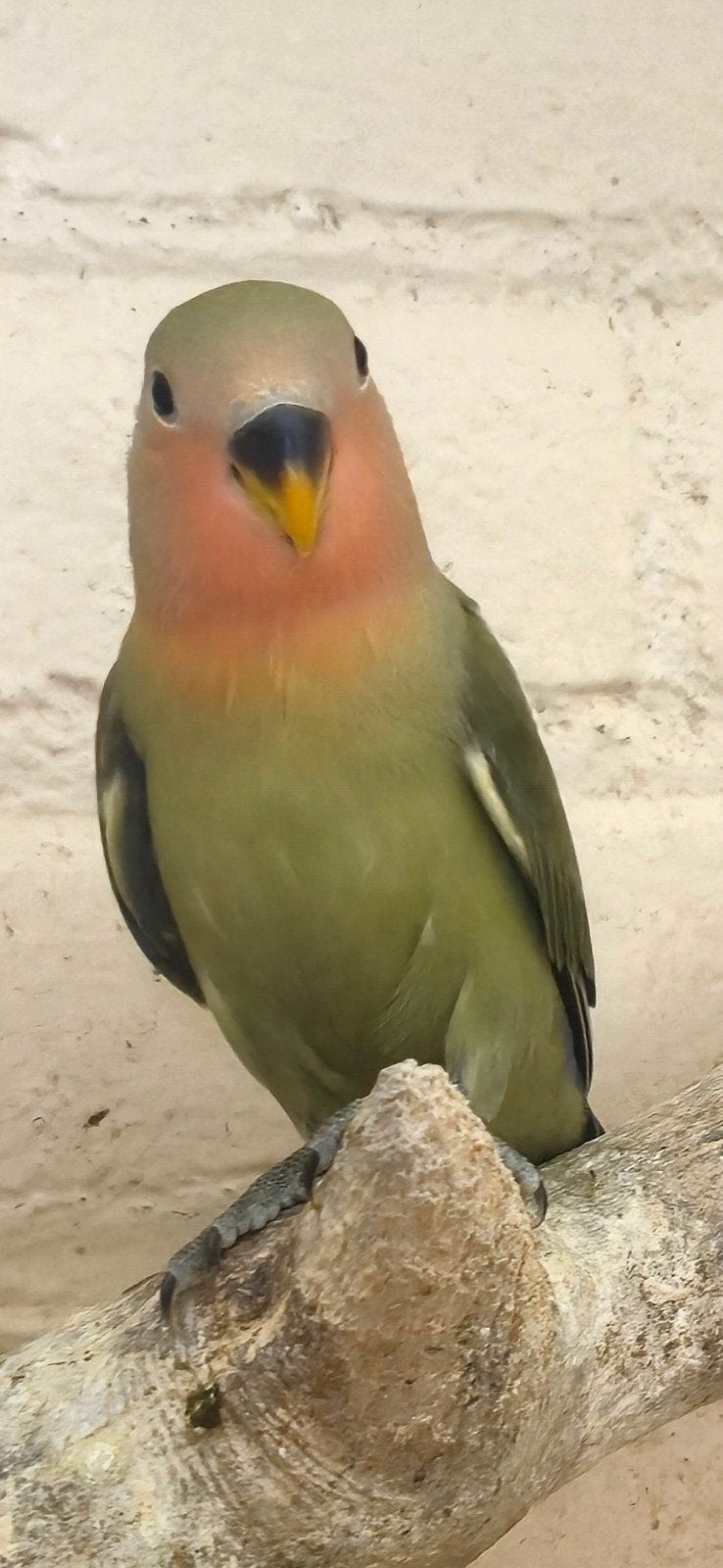 3 mooie jonge roseicollies, Dieren en Toebehoren, Geslacht onbekend, Dwergpapegaai of Agapornis, Geringd