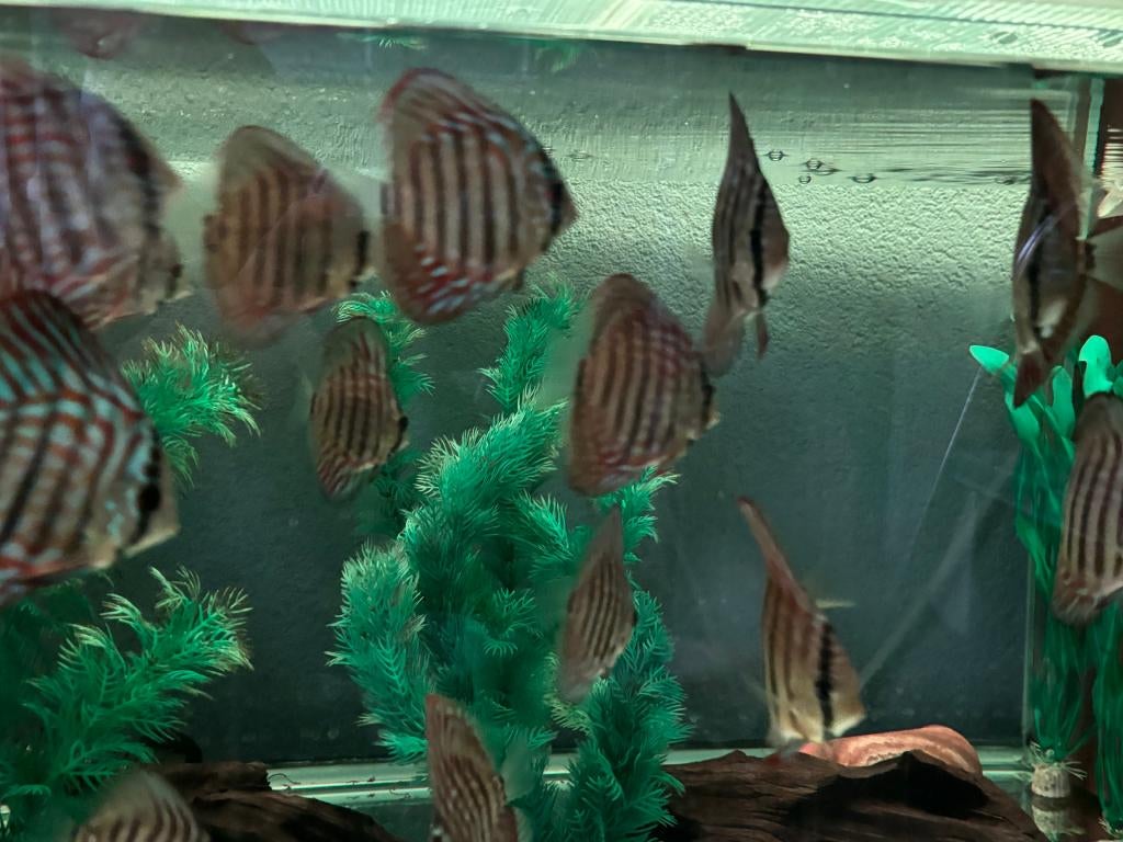 Jonge Red Turquoise discus vissen (eigen kweek), Dieren en Toebehoren, Vissen | Aquariumvissen, Vis, Zoetwatervis, Schoolvis