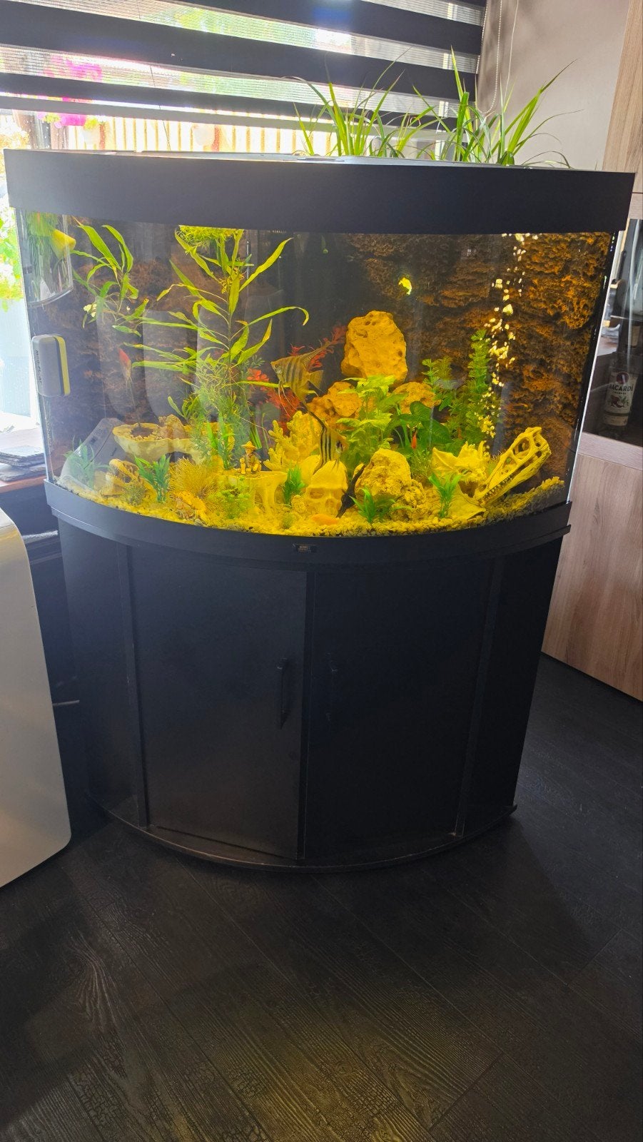 juwel trigon190, Ophalen, Zo goed als nieuw, Leeg aquarium
