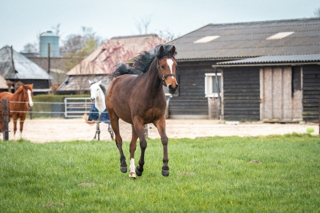 Pensionplekje vrij, kleinschalige stal aan huis, Dieren en Toebehoren, Stalling en Weidegang, Weidegang, 1 paard of pony
