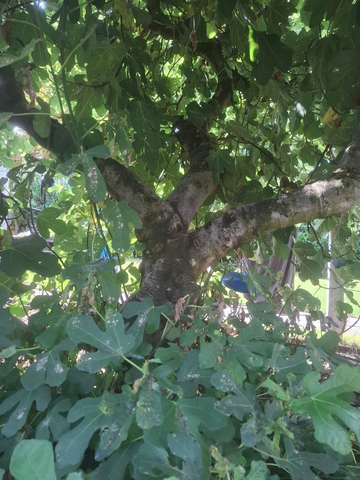 Grote, oude en gezonde vijgenboom, Volle zon, 250 tot 400 cm, Zomer, Overige soorten