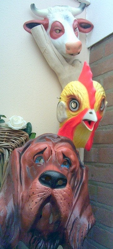 3 Maskers kip/haan koe en bloedhond worden als set verkocht, Ophalen of Verzenden, Gebruikt, Feestartikel, Overige