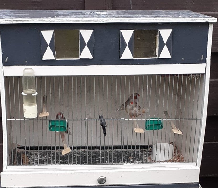 Zebravinkjes, Dieren en Toebehoren, Ophalen, Hout, Overige typen