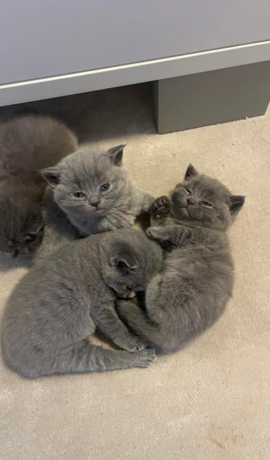 Brits korthaar kittens, Meerdere dieren, 0 tot 2 jaar