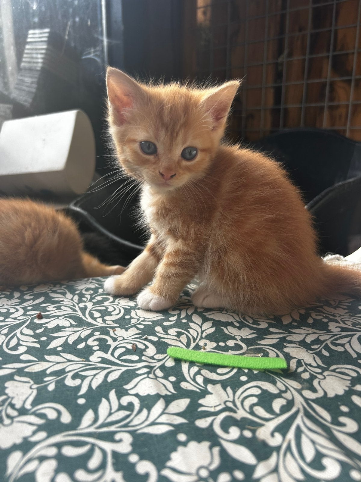 Kitten Katers, Dieren en Toebehoren, Katten en Kittens | Overige Katten, Kater