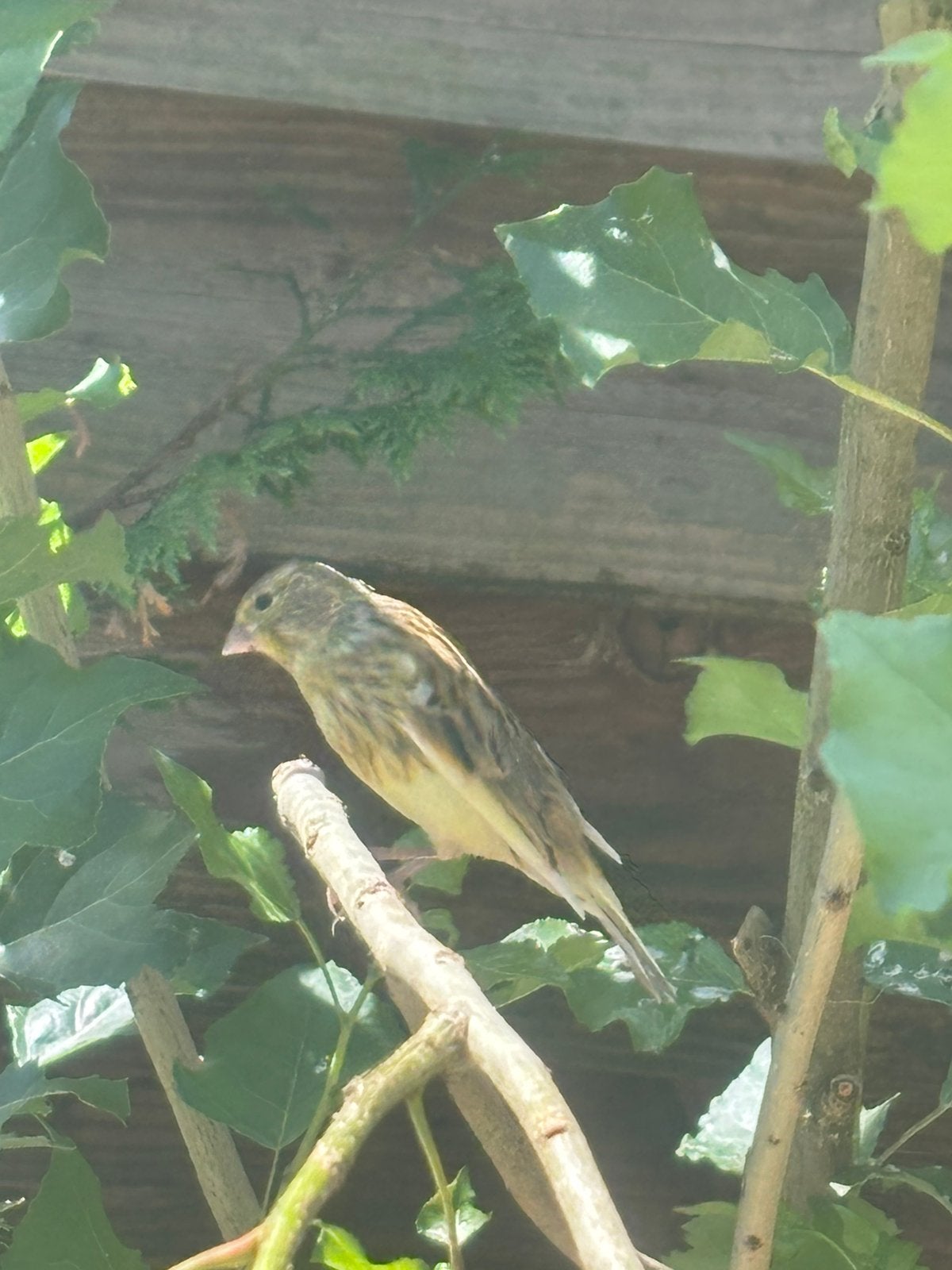 Te koop kanaries, Dieren en Toebehoren, Vogels | Kanaries, Meerdere dieren, Kleurkanarie
