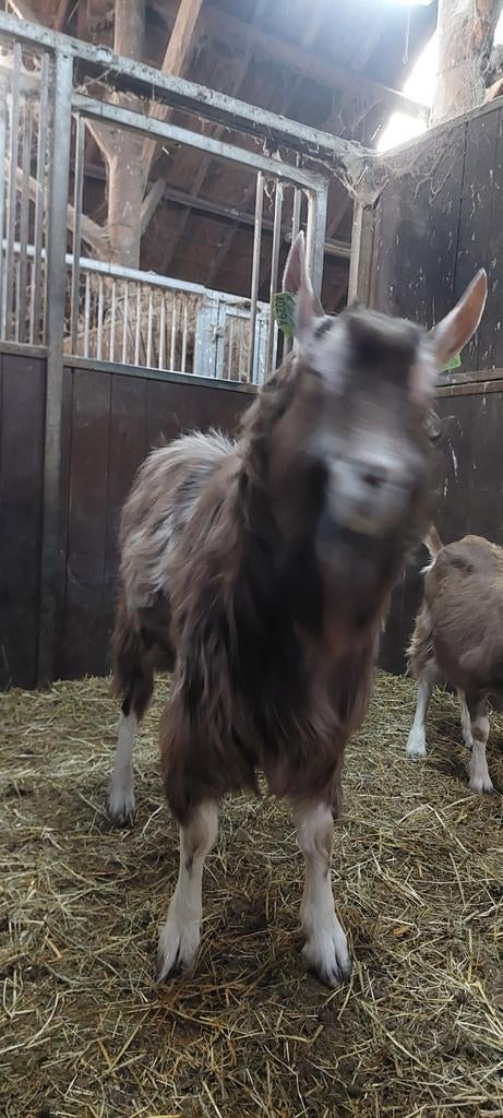 Toggenburger  geiten, Dieren en Toebehoren, Meerdere dieren, Geit