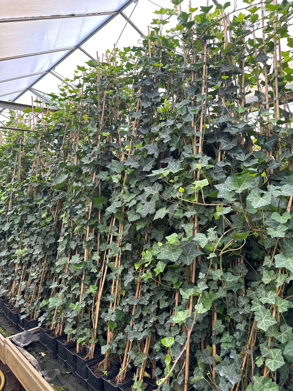 Hedera Hibernica 175/200 cm in 1L pot (4 planten), Tuin en Terras, Planten | Tuinplanten, Ophalen, Vaste plant, Bloeit niet, Halfschaduw