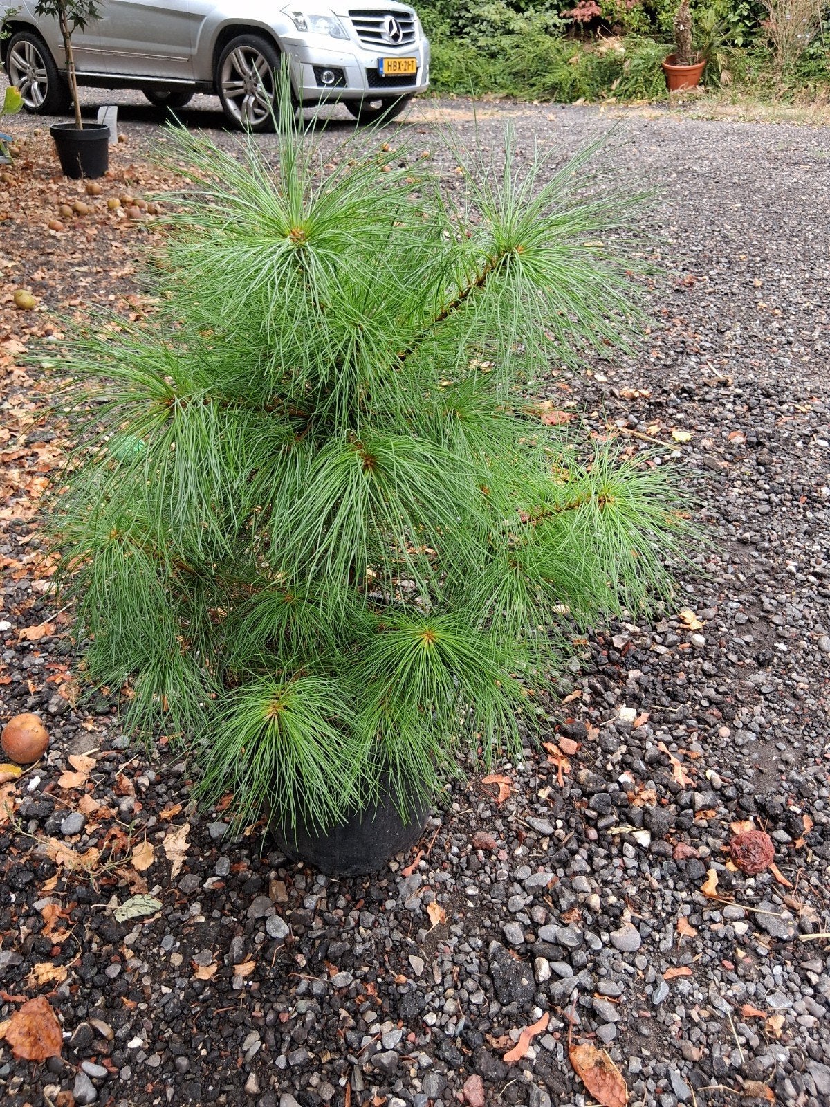 Pinus strobus, Tuin en Terras, Planten | Bomen, Bloeit niet, Overige soorten, Minder dan 100 cm, Ophalen