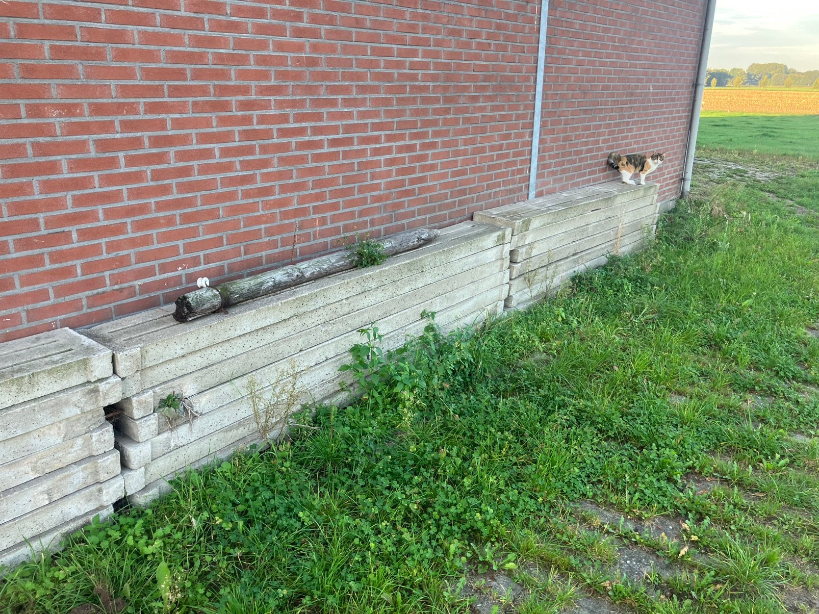 Betonroosters varkensroosters 25 stuks, Dieren en Toebehoren