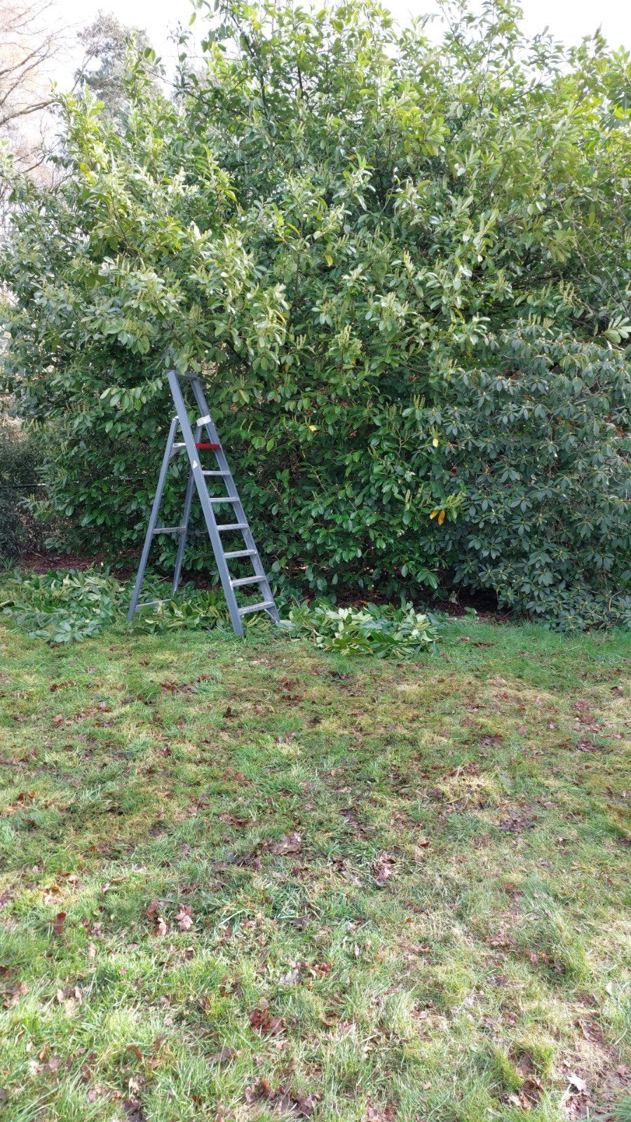 Op zoek naar een tuinman in het Gooi?, Tuinonderhoud of Snoeiwerk