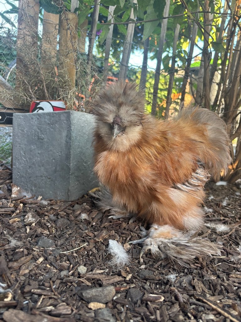 Zijdehoen haan, Dieren en Toebehoren, Pluimvee, Mannelijk, Kip