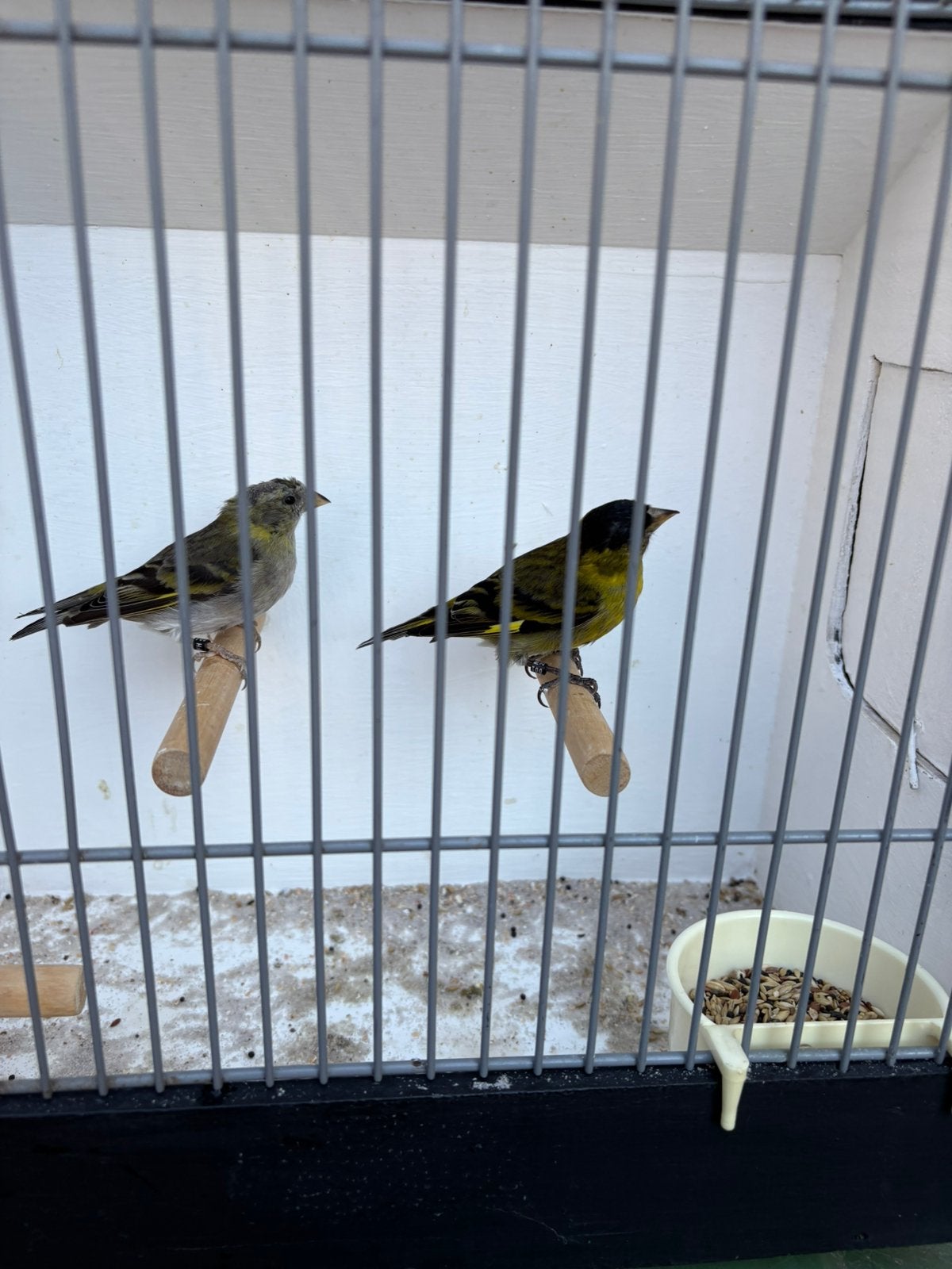 Koppel baardsijzen, Dieren en Toebehoren, Vogels | Overige Vogels, Meerdere dieren, Geringd