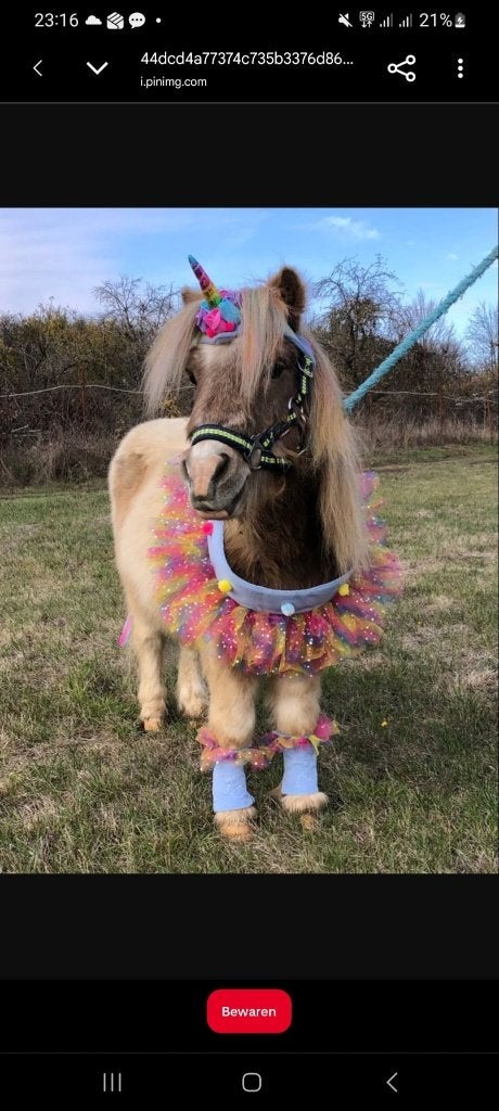 Ponyfeestjes op jullie locatie, Sportief of Actief