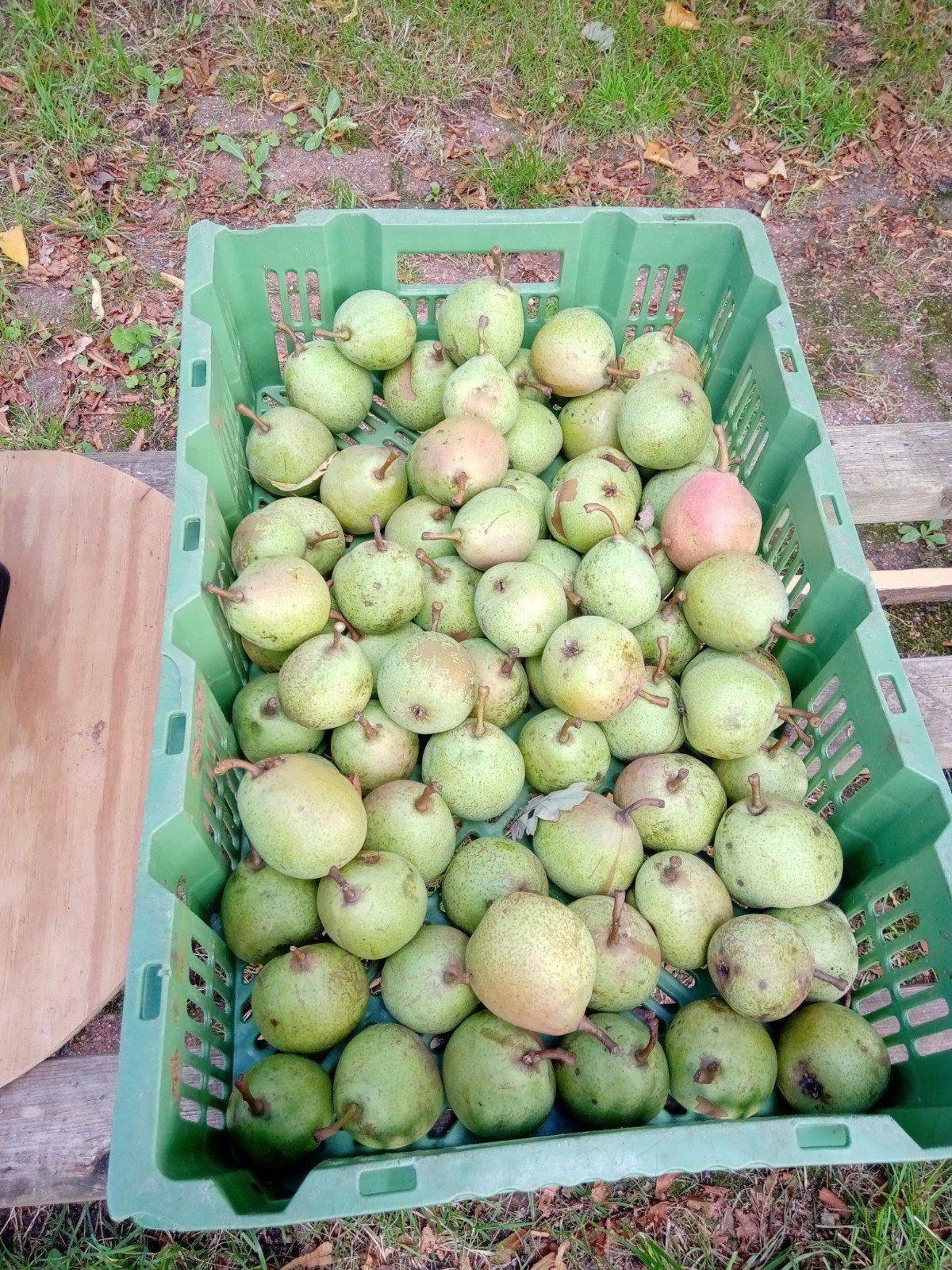 Stoofperen Zoete van Brederode, Ophalen