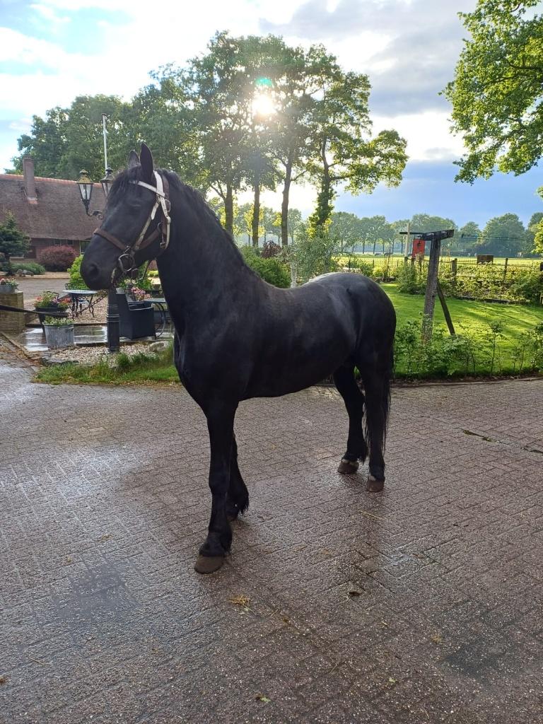 Friese hengst, Dieren en Toebehoren, Paarden, Met stamboom, Hengst, 3 tot 6 jaar, 160 tot 165 cm
