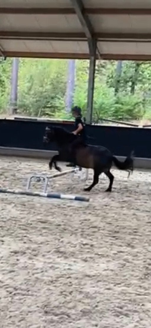 Verzorg/bijrijpony gezocht (omgeving Hoevelaken), Ophalen of Verzenden, Zo goed als nieuw