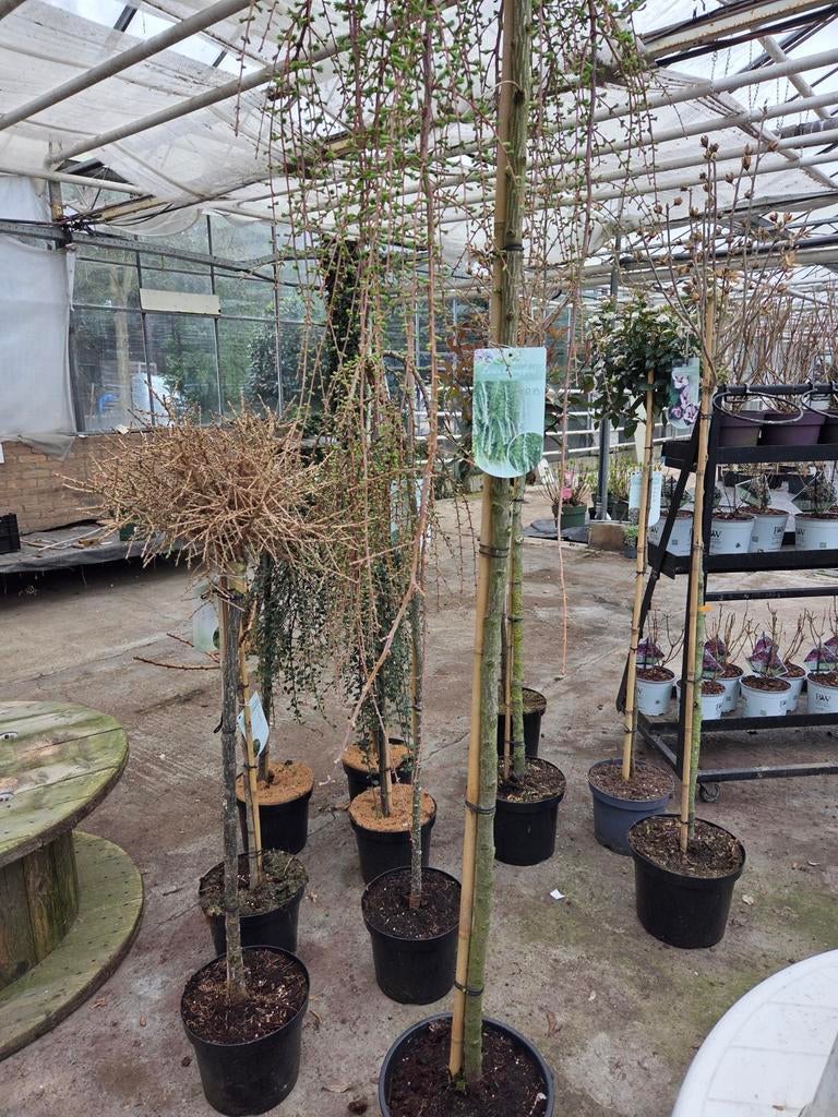 Diverse planten op stam - Perfect voor elke tuin!, Tuin en Terras, Planten | Tuinplanten, Vaste plant, Halfschaduw, Lente, Ophalen