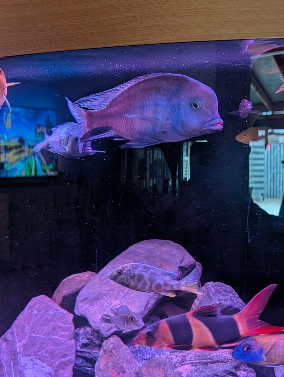 moorii/dolfijn cichlide, Dieren en Toebehoren, Vissen | Aquariumvissen, Vis, Zoetwatervis