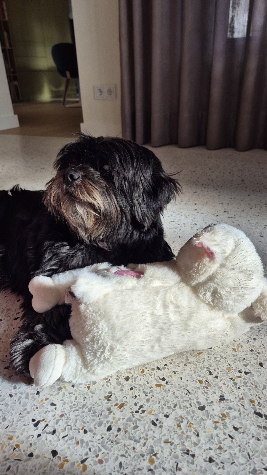 Gouden mandje gezocht voor Bas, Lhaso Apso rue., Dieren en Toebehoren, 6 jaar of ouder, Eén hond, Nederland, Particulier