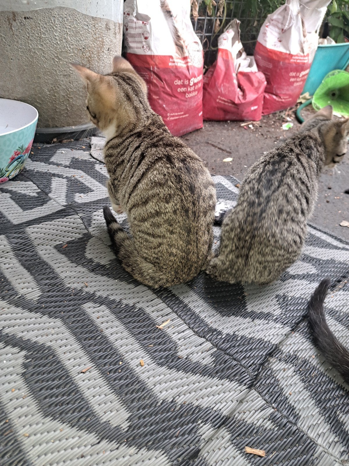 kittens 4 mei geboren