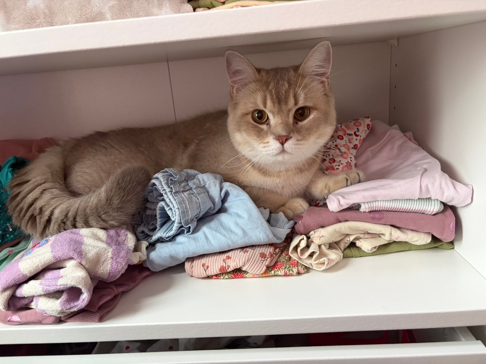 Britse korthaar kitten, Kater