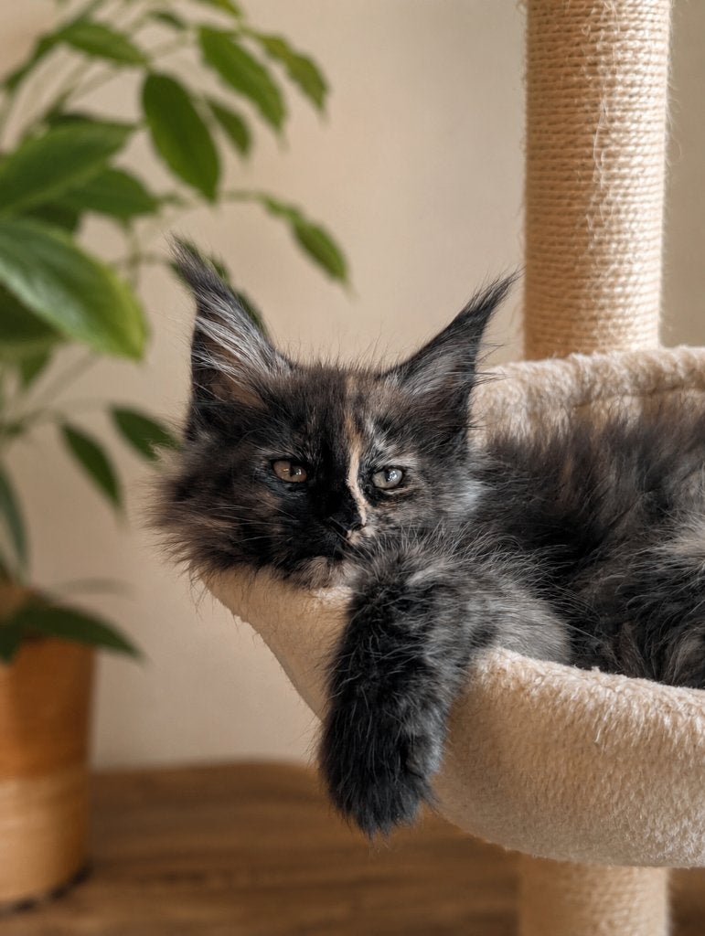 maine coon poesjes, Poes, Ontwormd, 0 tot 2 jaar