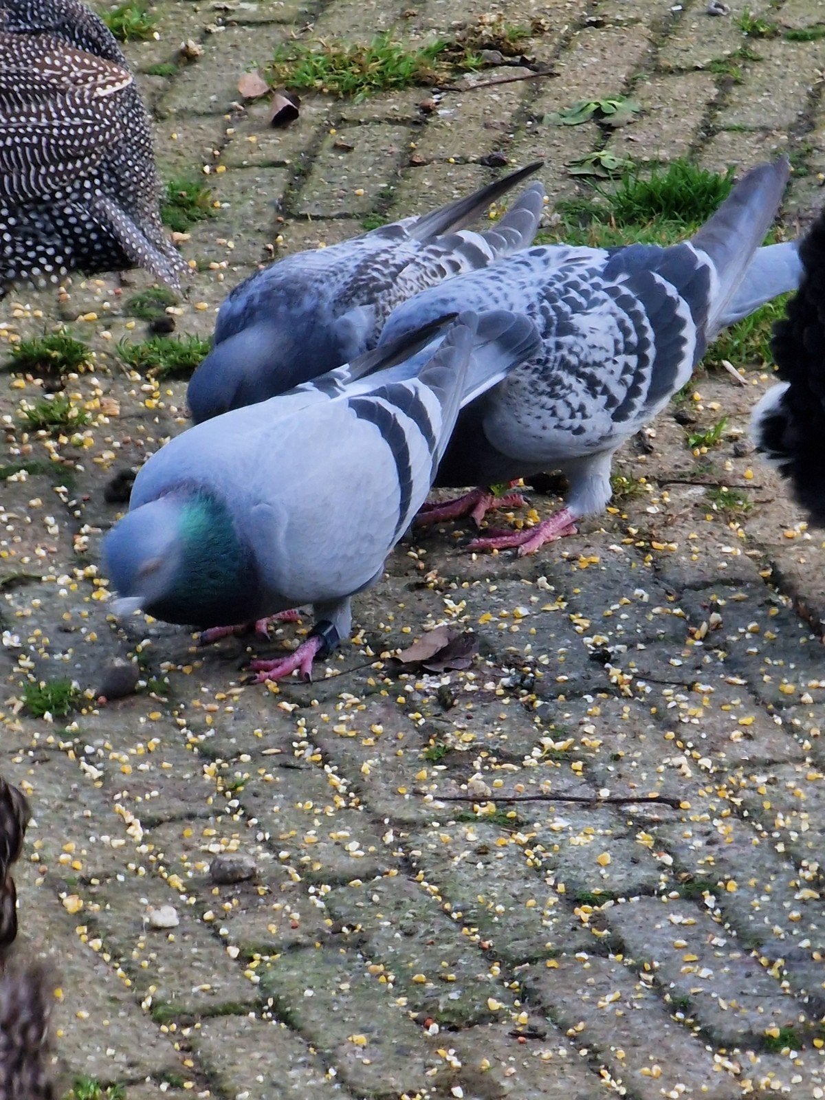 Duiven, Meerdere dieren, Kip