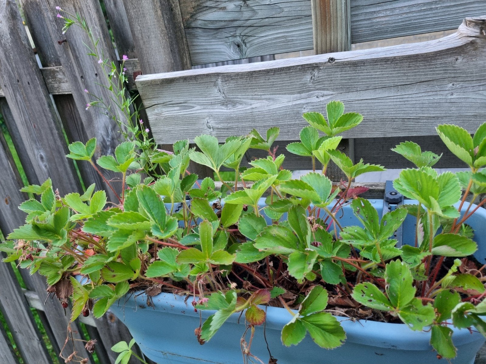 Aardbeienplantjes, Tuin en Terras, Ophalen, Volle zon