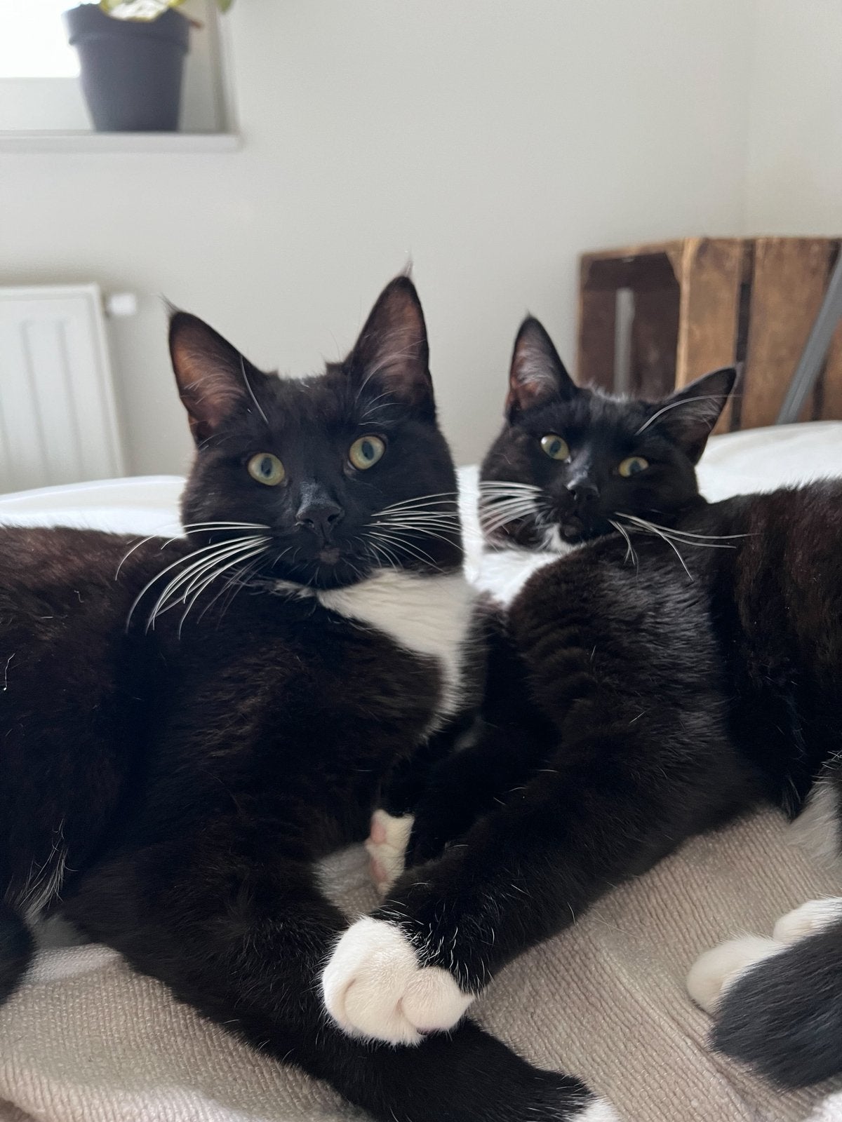 Kees & Willem | Zeer lieve aanhankelijke europese katers, Dieren en Toebehoren, Kater, Kortharig, 3 tot 5 jaar