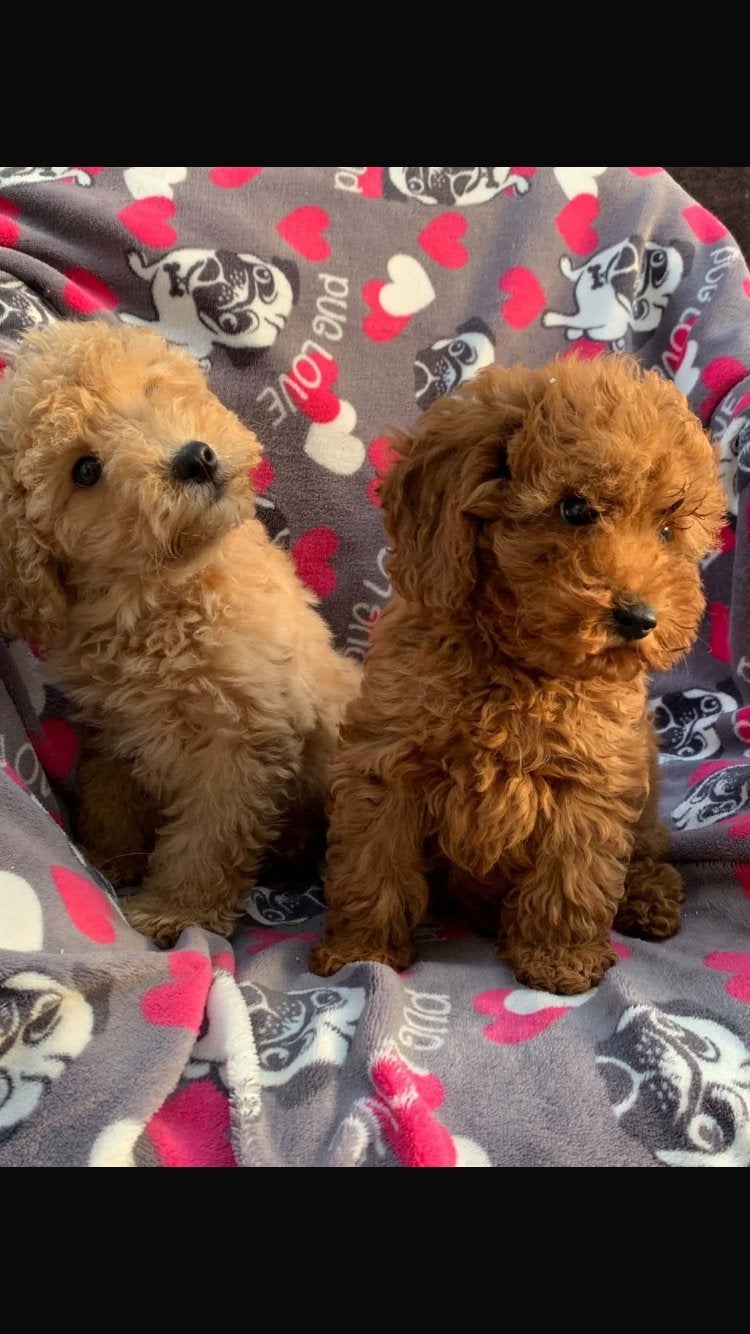 Twee Toy Poedeltjes te koop, Reu, 8 tot 15 weken, Parvo, Meerdere