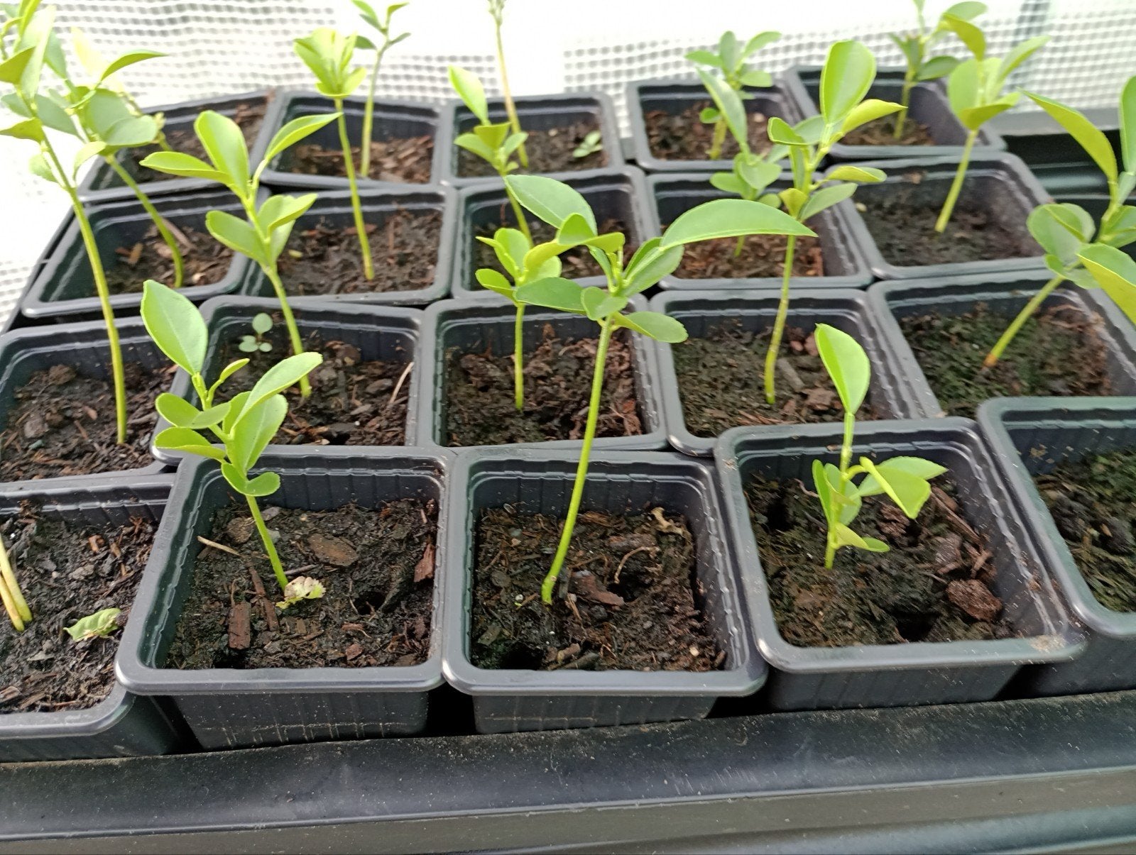 Lemon plantjes, Ophalen of Verzenden