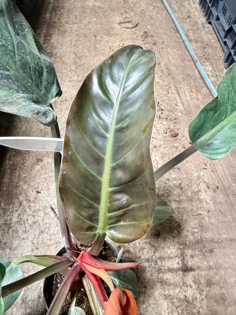 Philodendron Imperial Red - P15, Huis en Inrichting, Kamerplanten, Overige soorten, In pot, Minder dan 100 cm, Groene kamerplant