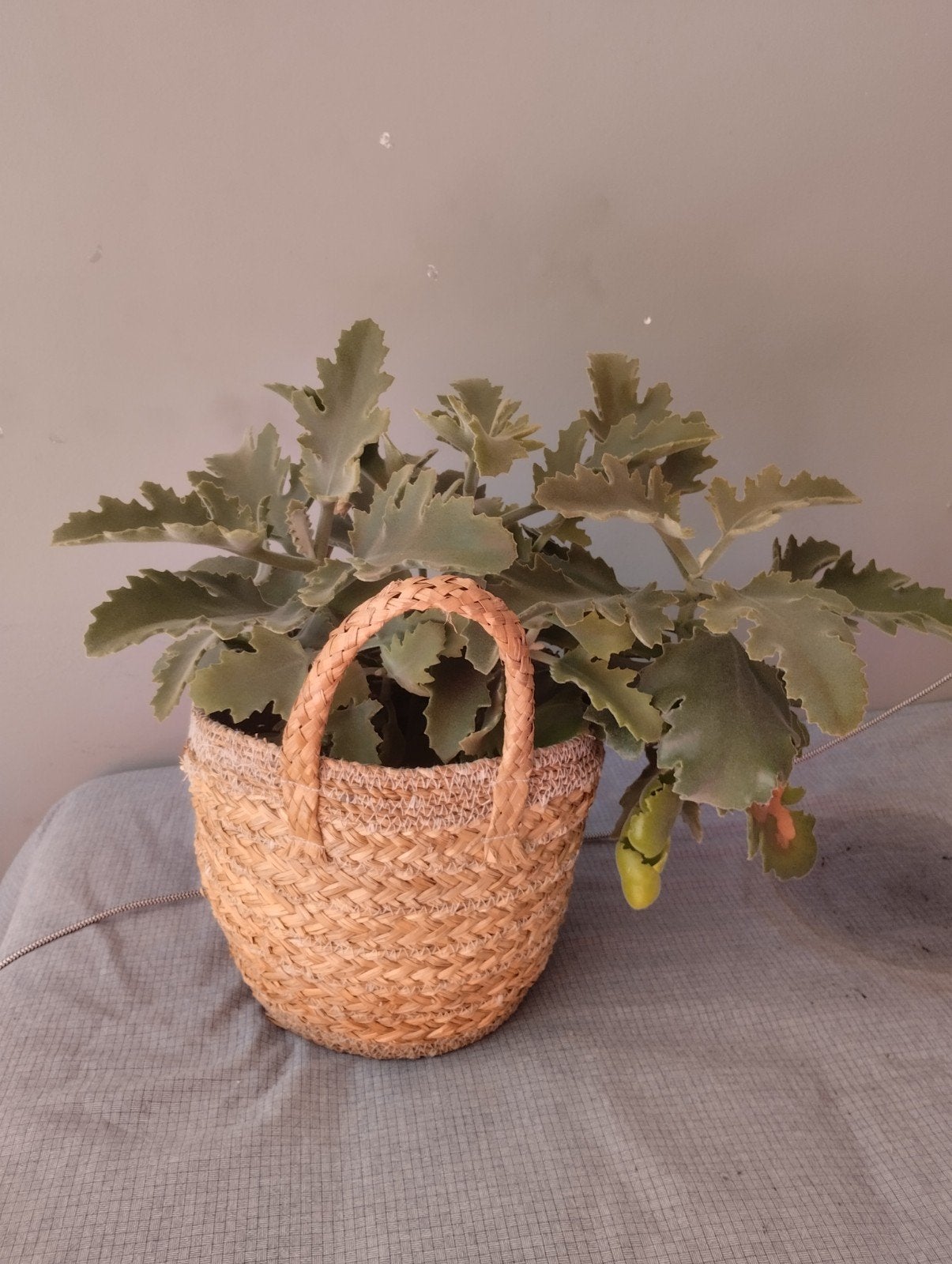 Kalanchoë in rieten mandje, Ophalen, Overige materialen, Gebruikt, Minder dan 60 cm