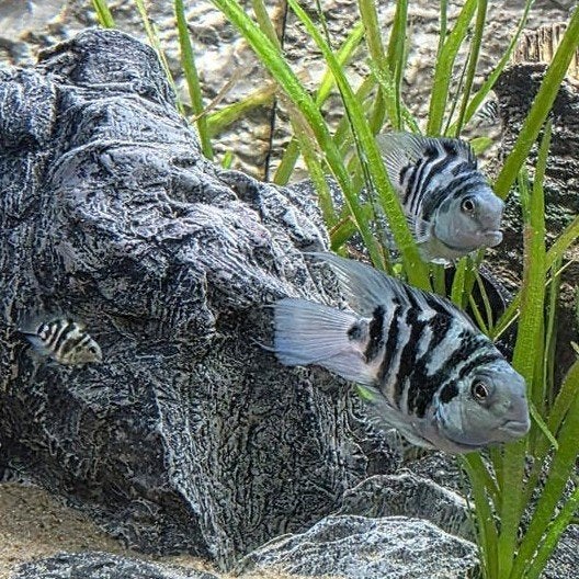 Polar Blue Parrot cichliden te koop baby, Vis, Zoetwatervis
