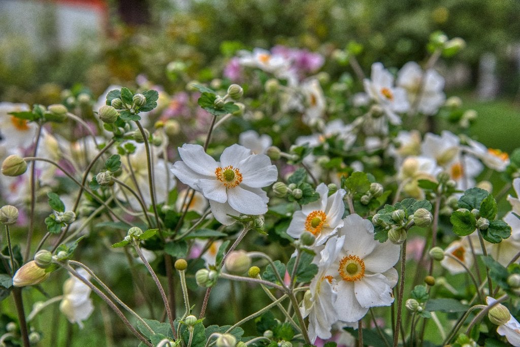 Bosanemoon – Anemone sylvestris vaste planten, Tuin en Terras, Overige soorten, Volle zon, Vaste plant, Ophalen of Verzenden