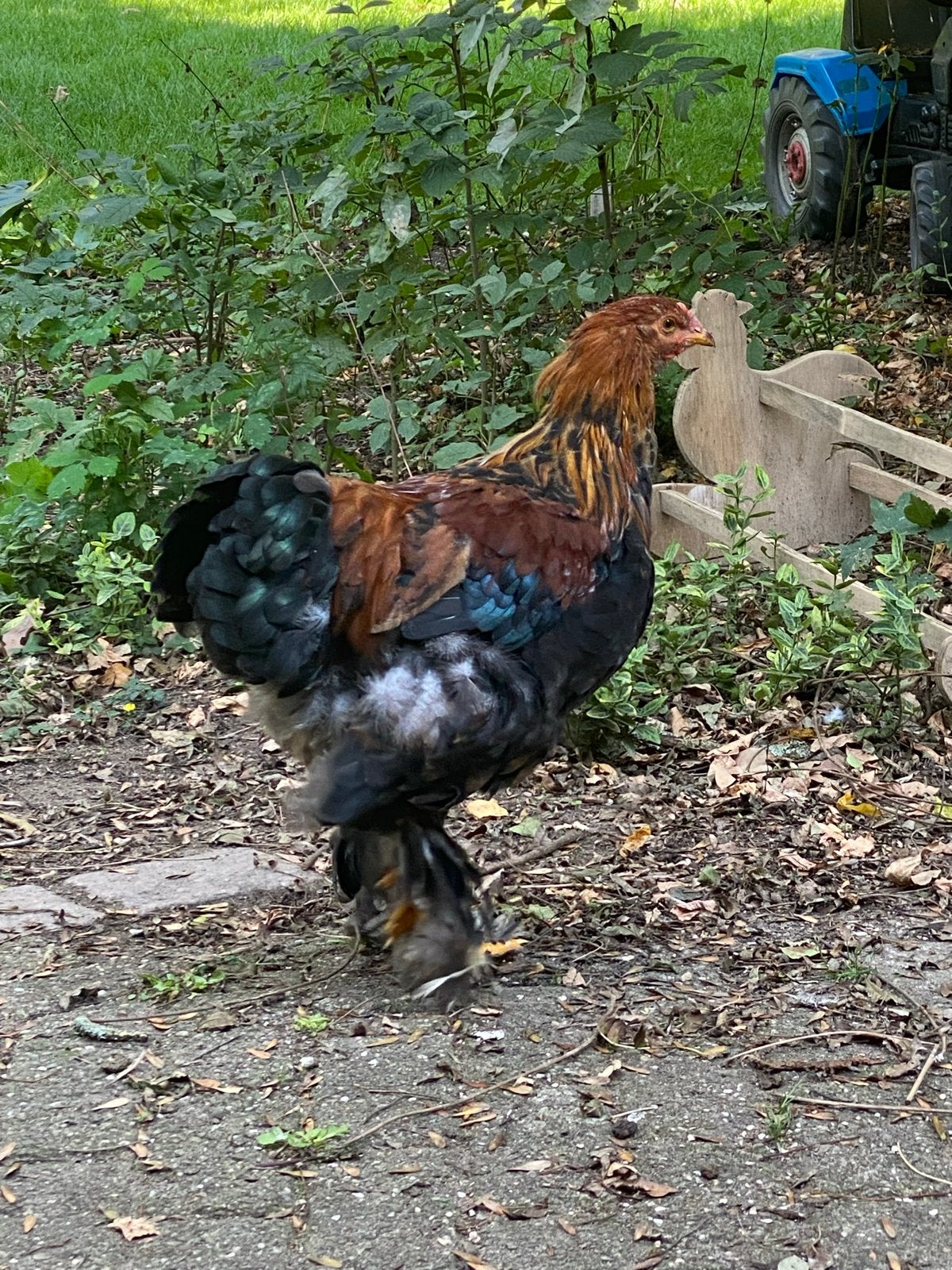 Jonge Brahmahaan, Dieren en Toebehoren