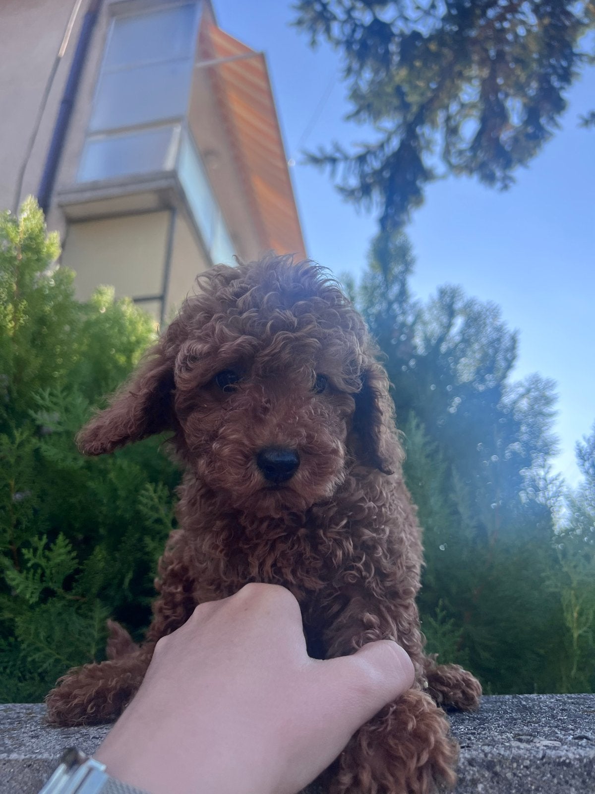 Toy poedel, Fokker | Hobbymatig, 8 tot 15 weken, Buitenland, Eén hond