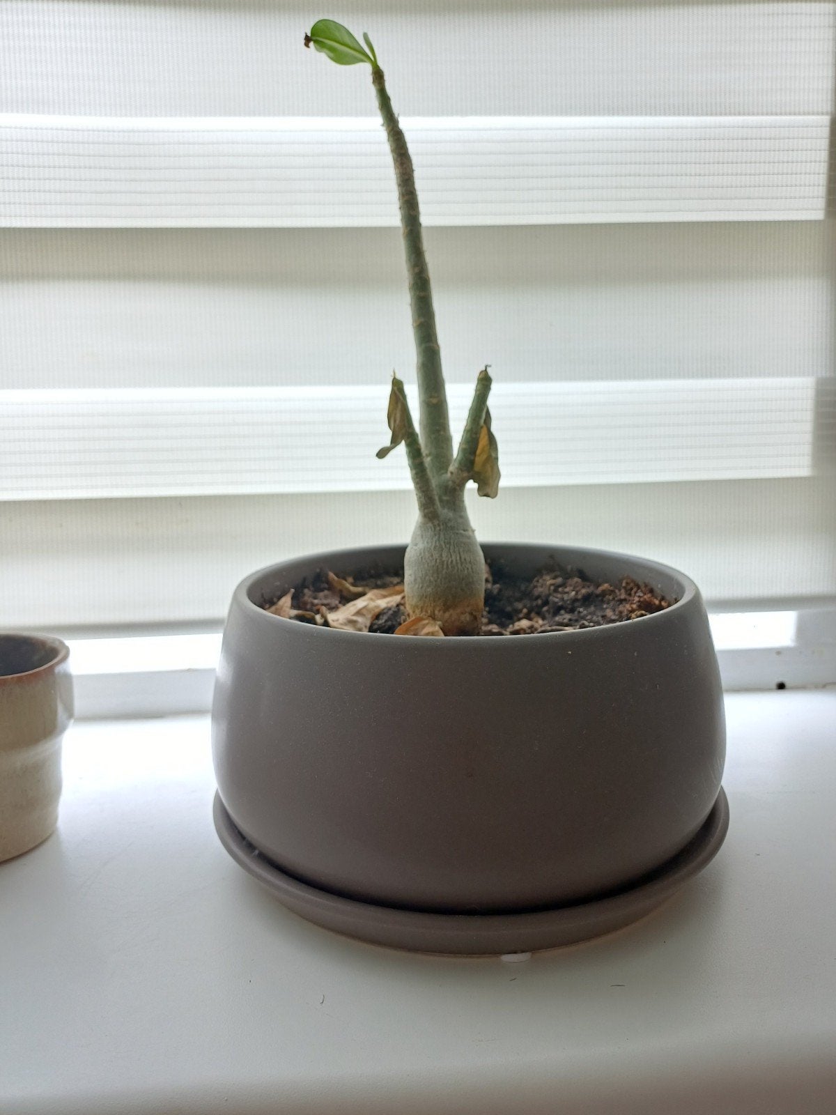 Kleine Adenium Obesum (Woestijnroos) in pot, Tuin en Terras, Ophalen