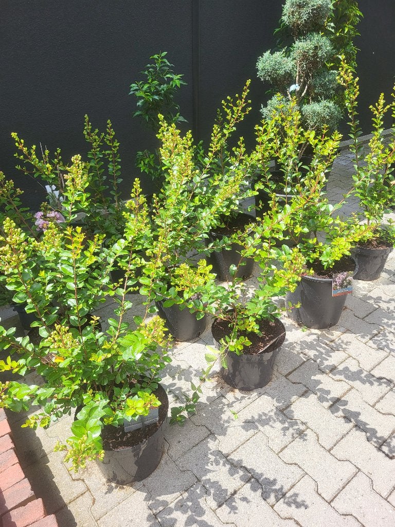 Lagerstroemia i  With Love Babe, Tuin en Terras, Herfst, Overige soorten, Minder dan 100 cm, Ophalen