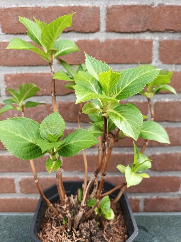 Bolhortensia 1, Ophalen, Overige soorten, Struik, Minder dan 100 cm