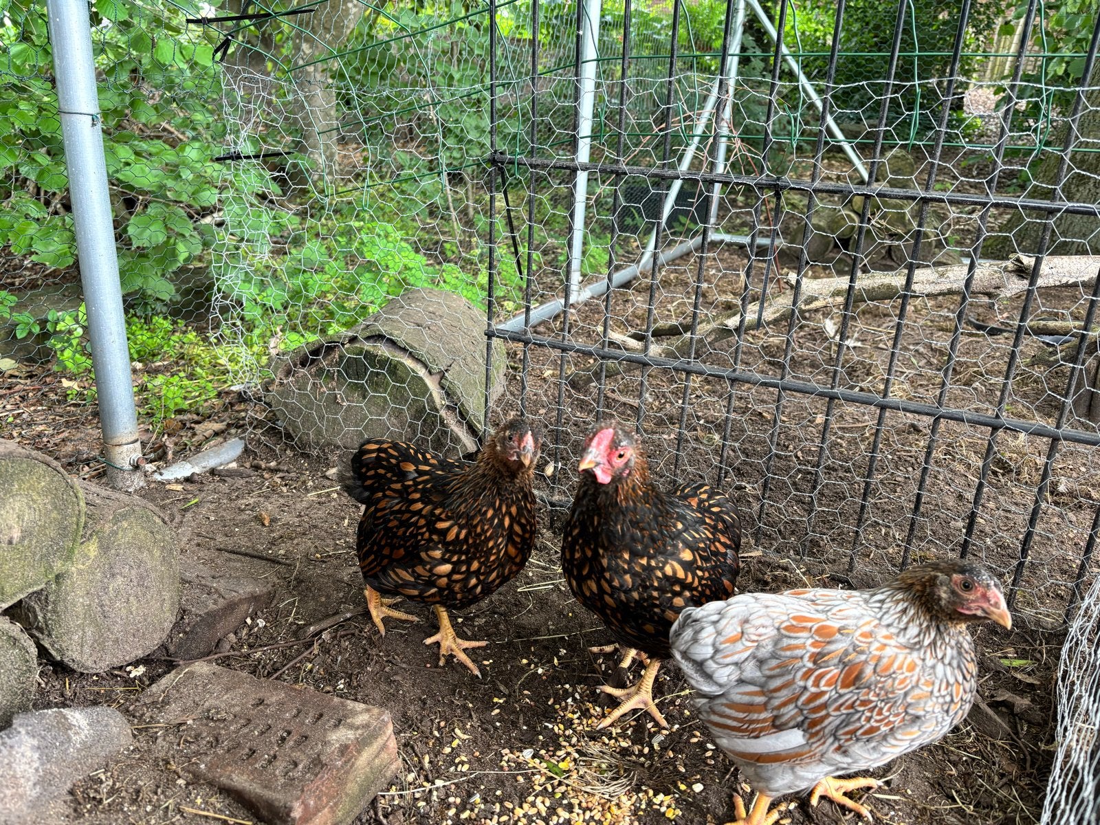 Wyandotte krielkippen, Dieren en Toebehoren, Pluimvee, Geslacht onbekend, Kip