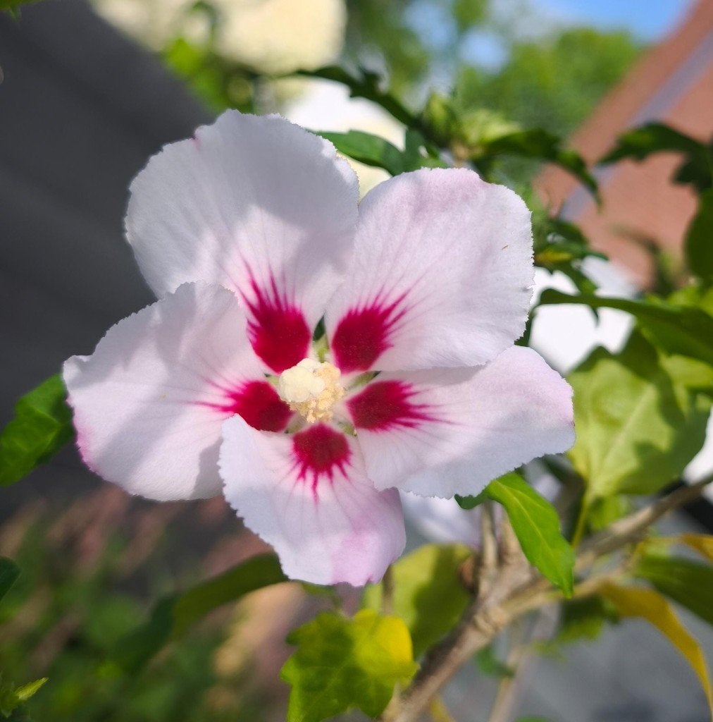 Hibiscus 'Lady Stanley' 220cm, Volle zon, Vaste plant, Zomer, Ophalen