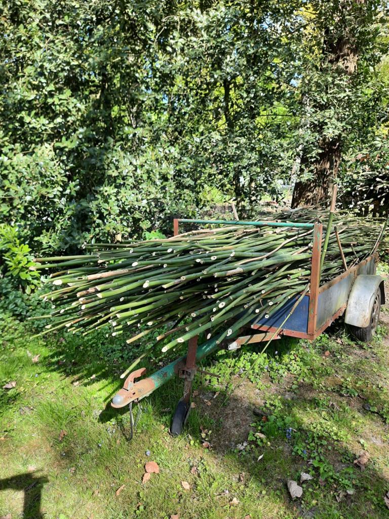 Bamboestokken, Ophalen