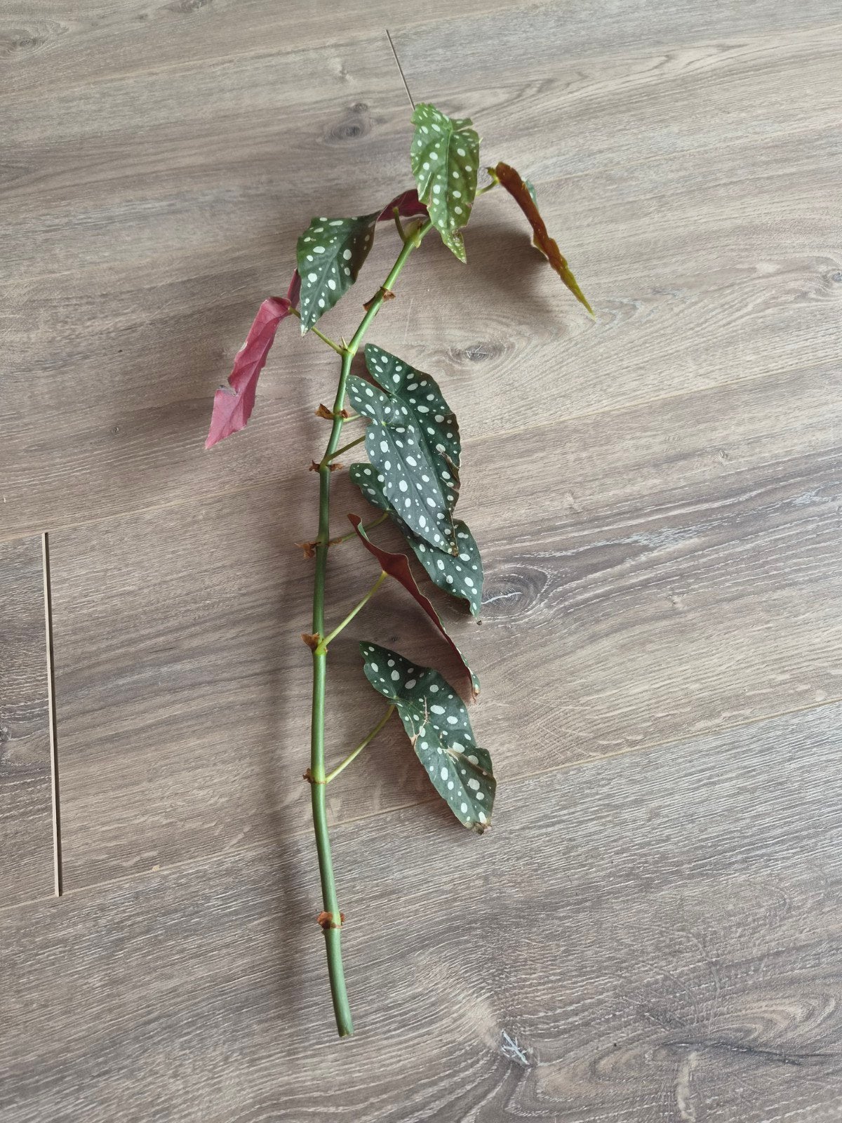 Stek Begonia Maculata - Stippenplant, Ophalen, Vaste plant