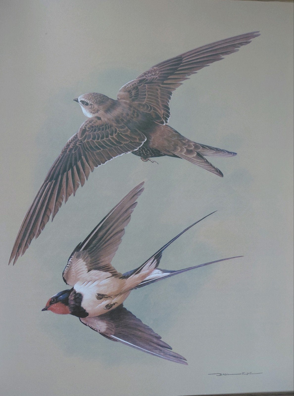 Diverse prints vogels ornithologie, Ophalen of Verzenden, Print