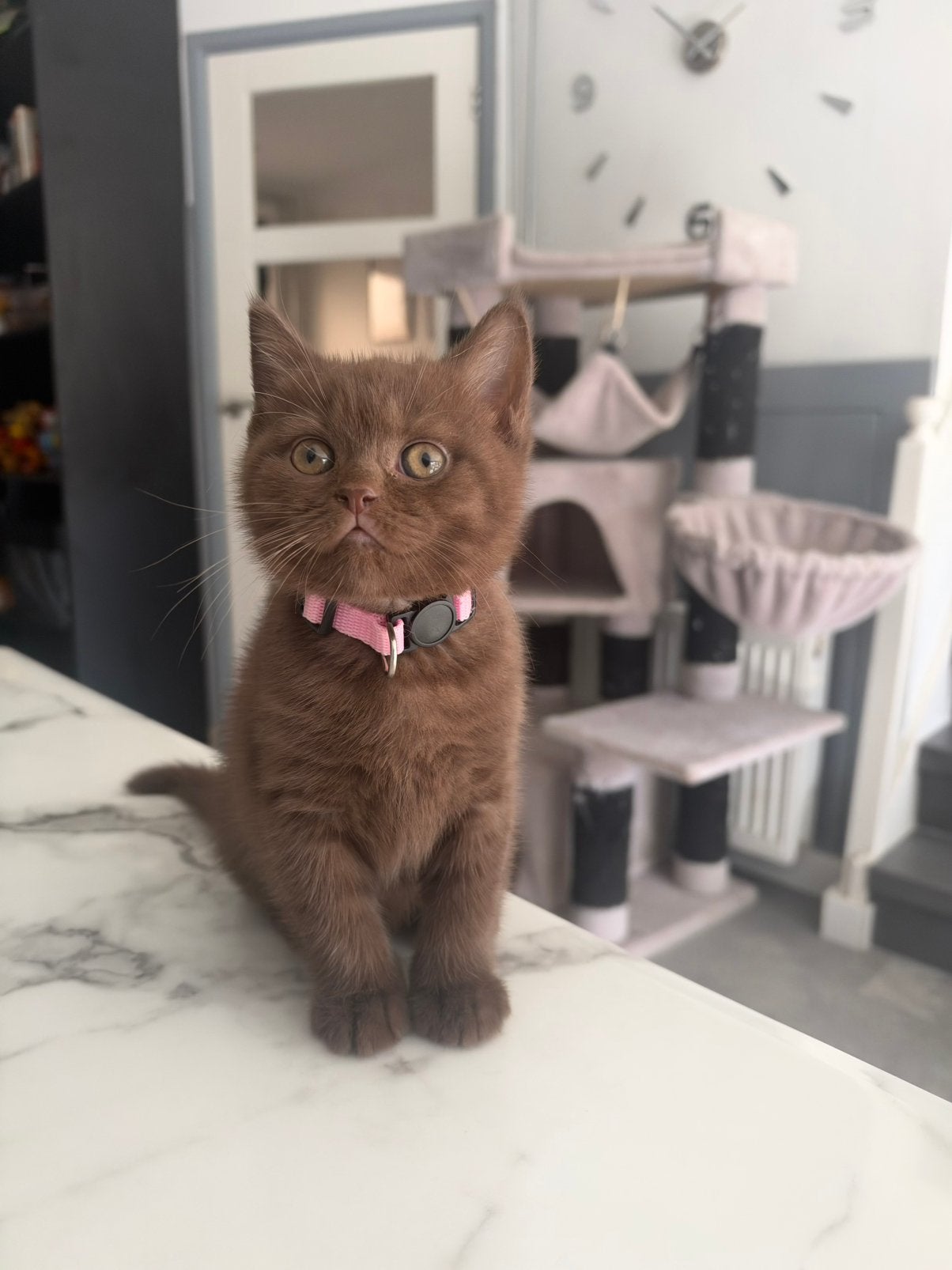 Brits Korthaar kitten chocolate, Poes