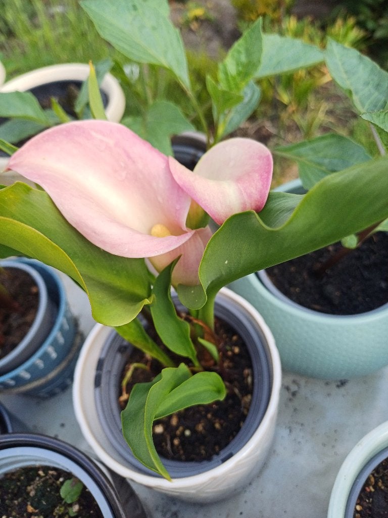 Kamerplanten aronskelk lelies gratis overpot, Ophalen, In pot, Halfschaduw, Minder dan 100 cm