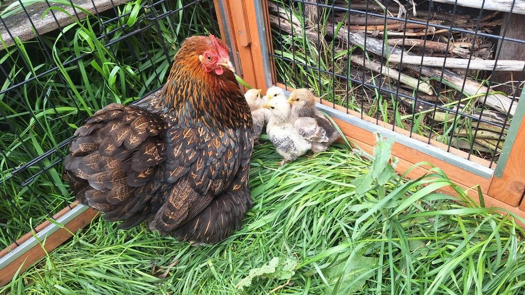 Kriel Cochin kuikens te koop, Dieren en Toebehoren, Pluimvee, Meerdere dieren, Kip